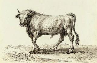 James Ward, R.A. - Study of a bull