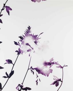 James Welling - 005 From \'Flowers\', 2004
