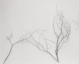James Welling - Branches (C), 2001