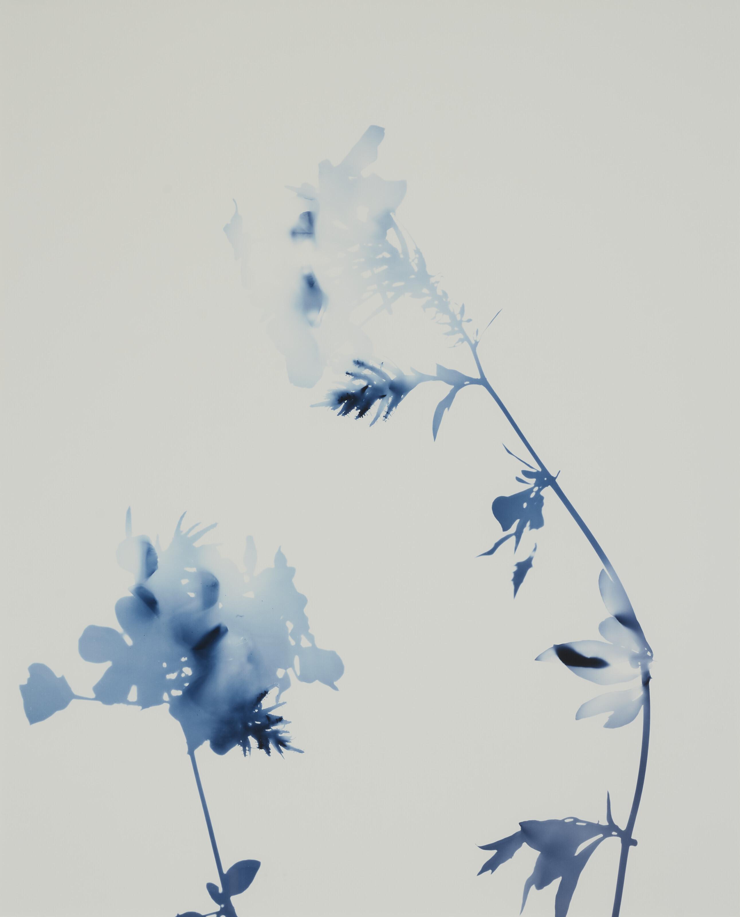 James Welling - Flower Series #13, 2004