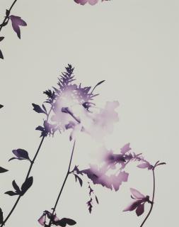 James Welling - Flower Series #5, 2004