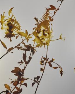 James Welling - Flowers Series #1