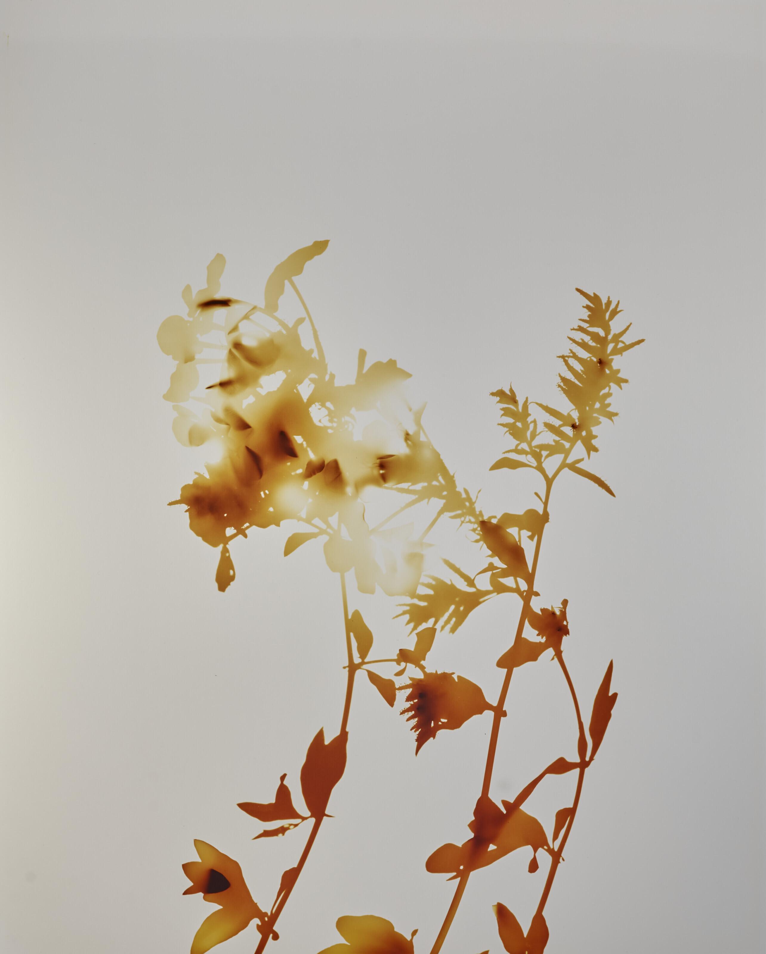 James Welling - Flowers Series #2