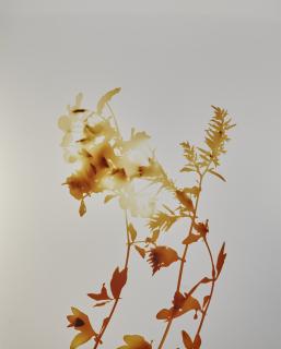 James Welling - Flowers Series #2