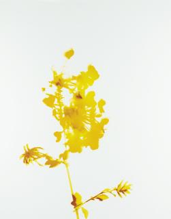 James Welling - No. 018, 2004