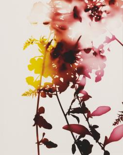 James Welling - Selected Images From Flowers (#005, #008, #009)