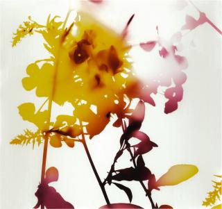 James Welling - \'Untitled\' (Flowers)