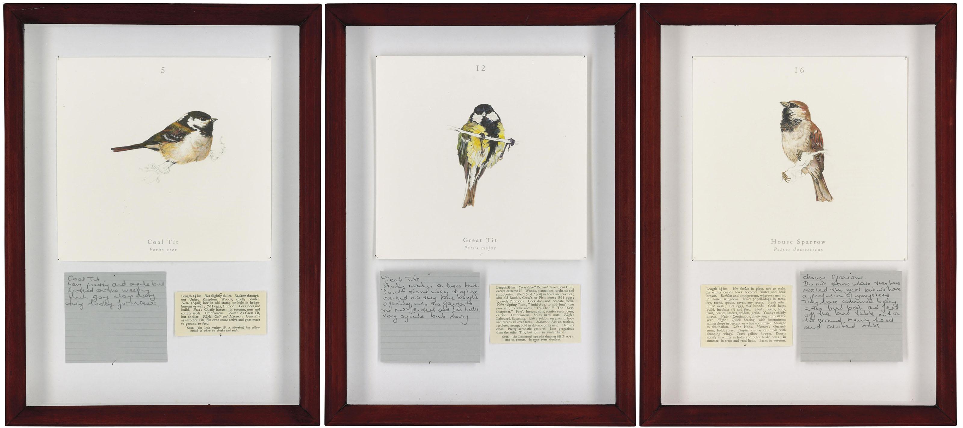 Jamie Shovlin - (i) Coat Tit(ii) Great Tit(iii) House Sparrow
