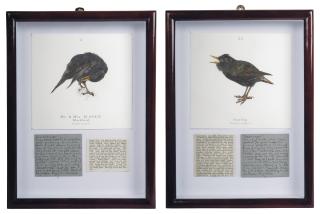 Jamie Shovlin - (i) Mr. & Mrs. Blackie Blackbird (ii) Starling
