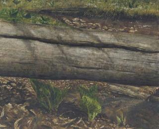 Jamie Wyeth - Fallen Log