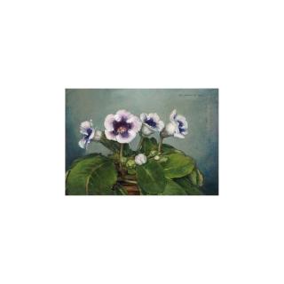 Jan Bogaerts - A Flower Still Life With Gloxinia\'S