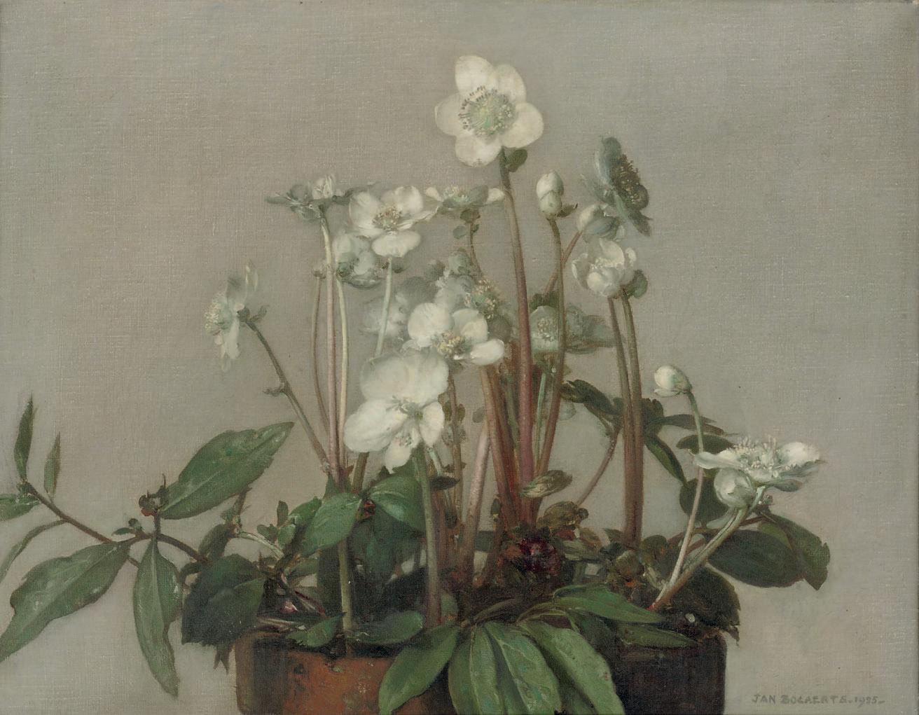 Jan Bogaerts - Christmas roses