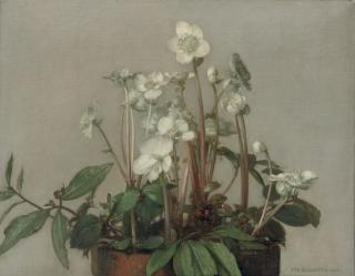 Jan Bogaerts - Christmas roses