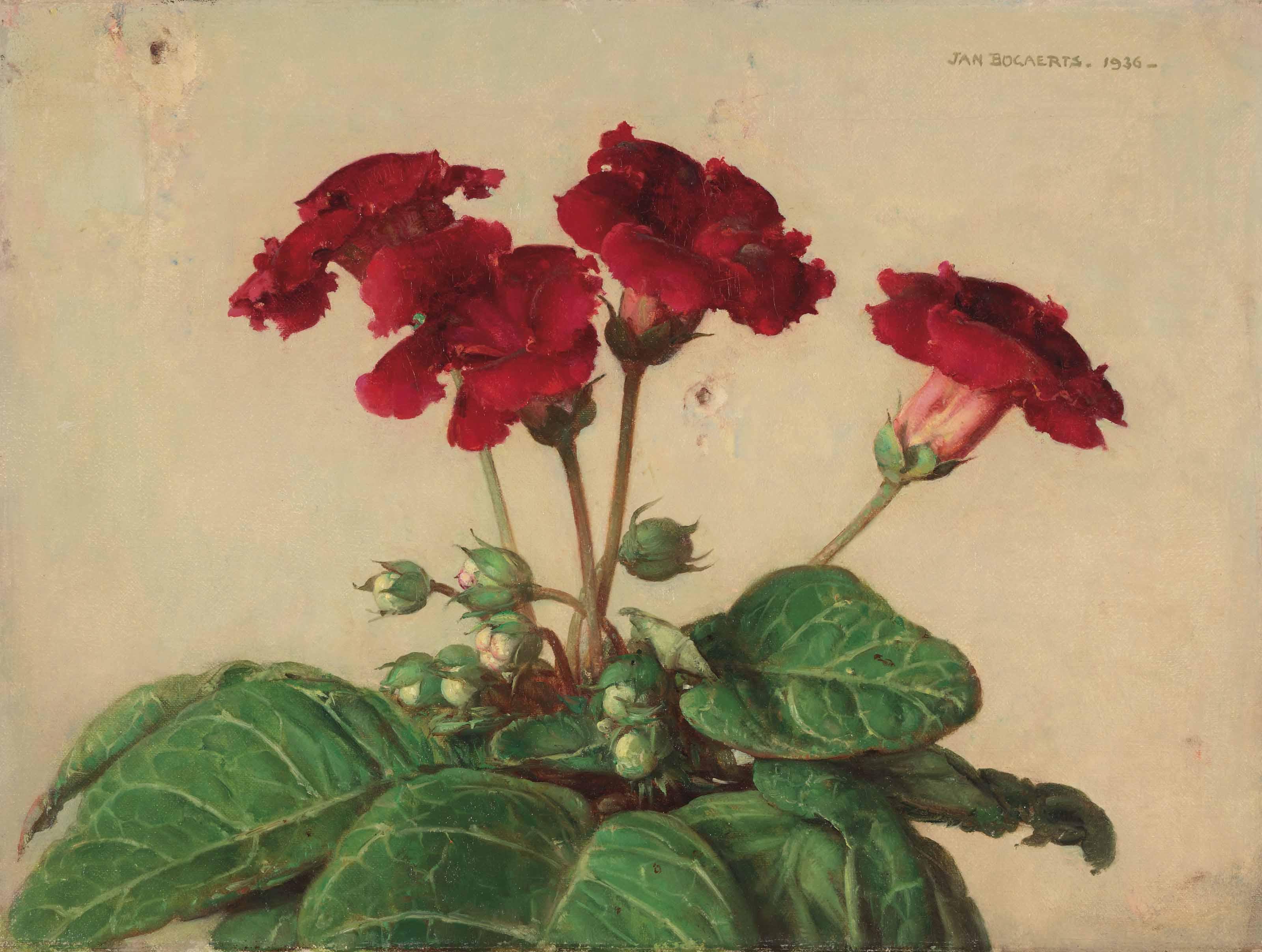 Jan Bogaerts - Primevères