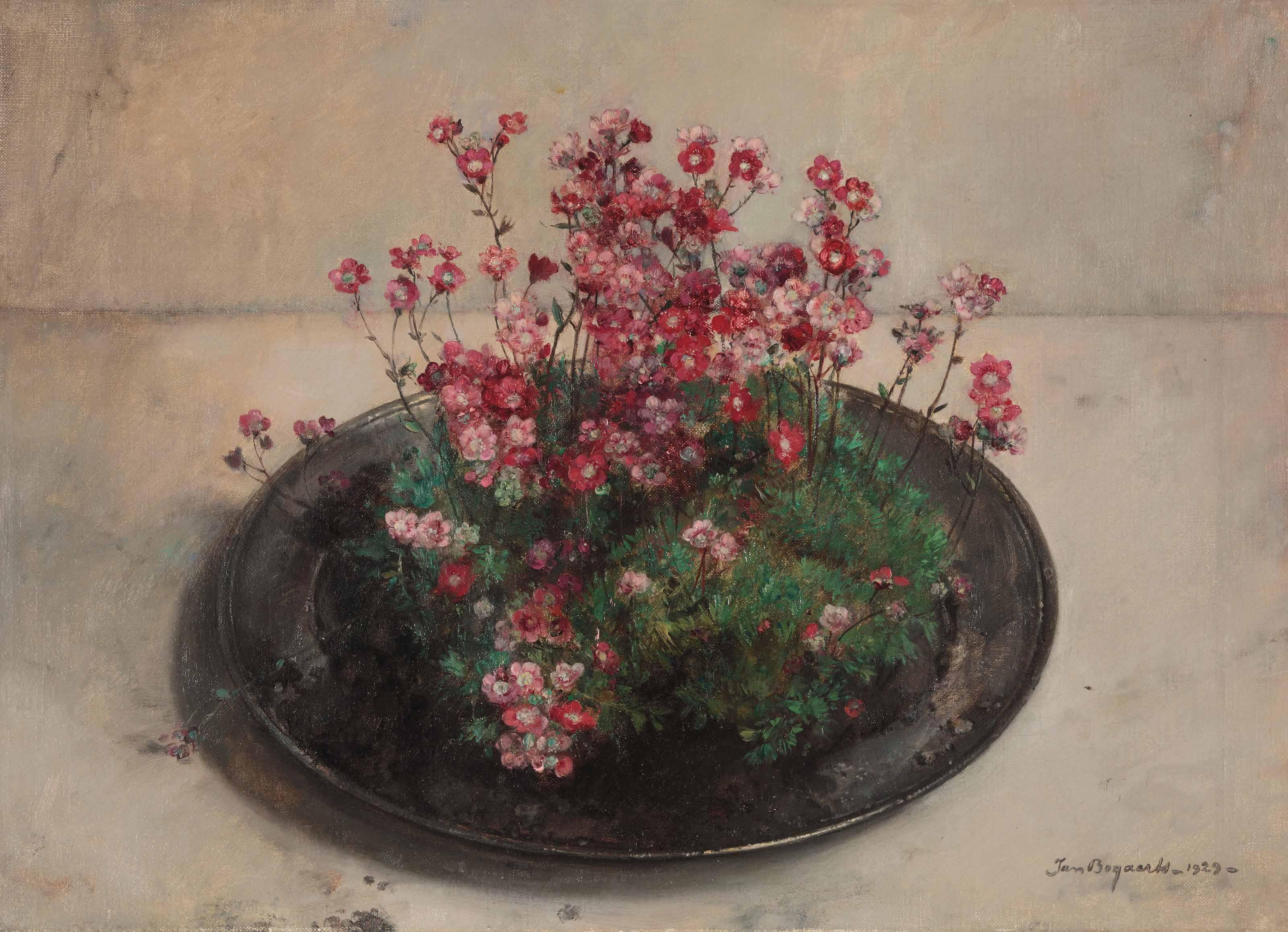 Jan Bogaerts - Saxifrages