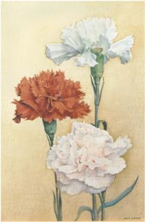 Jan Boon - Carnations