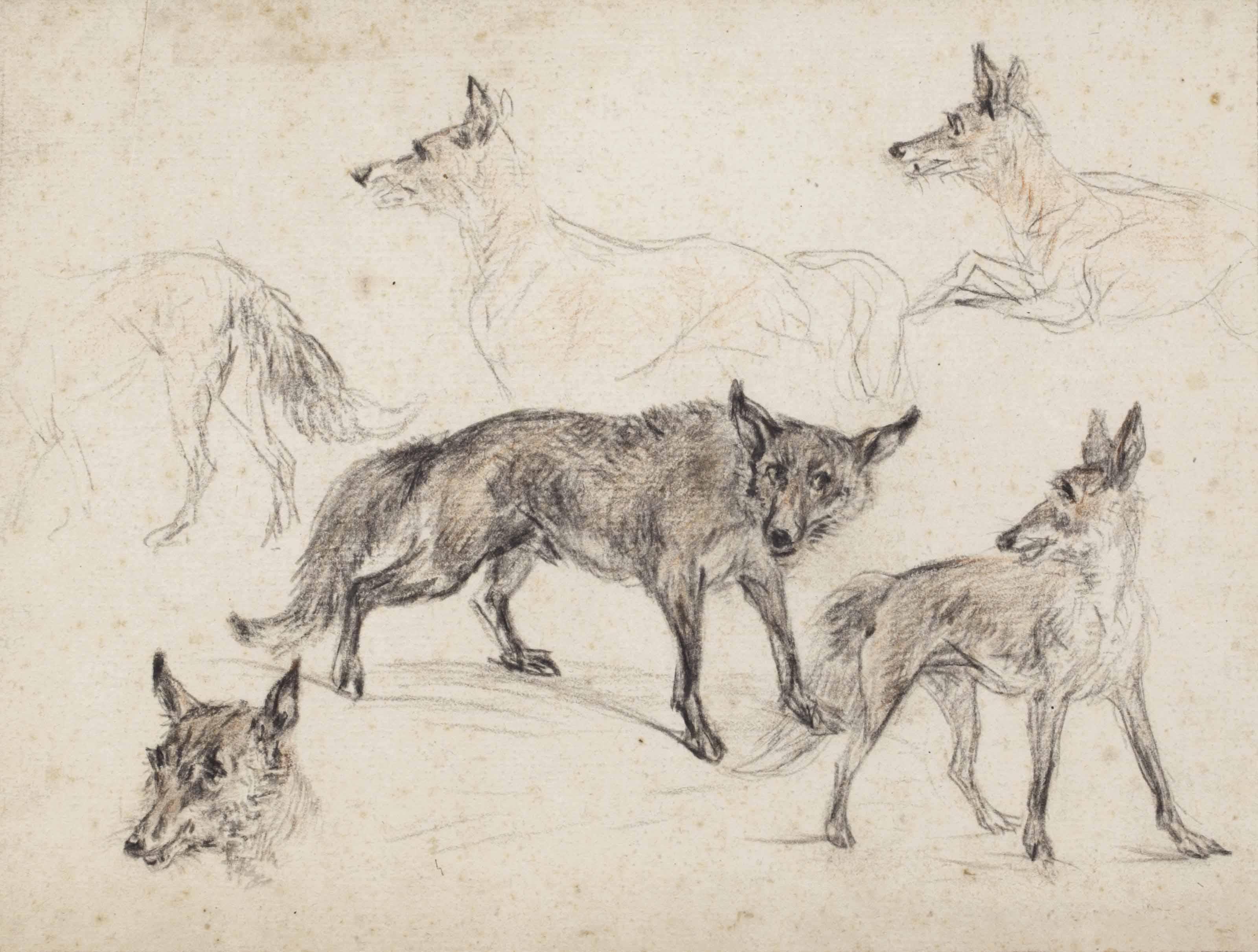 Jan Dasveldt - Studies of foxes