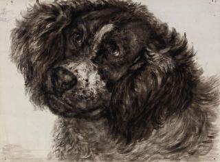 Jan Dasveldt - Study of a Dutch Partridge dog