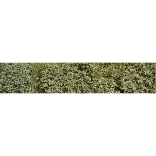 Jan Dibbets - Dutch Leaves