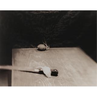 Jan Groover - Untitled (B155.1)