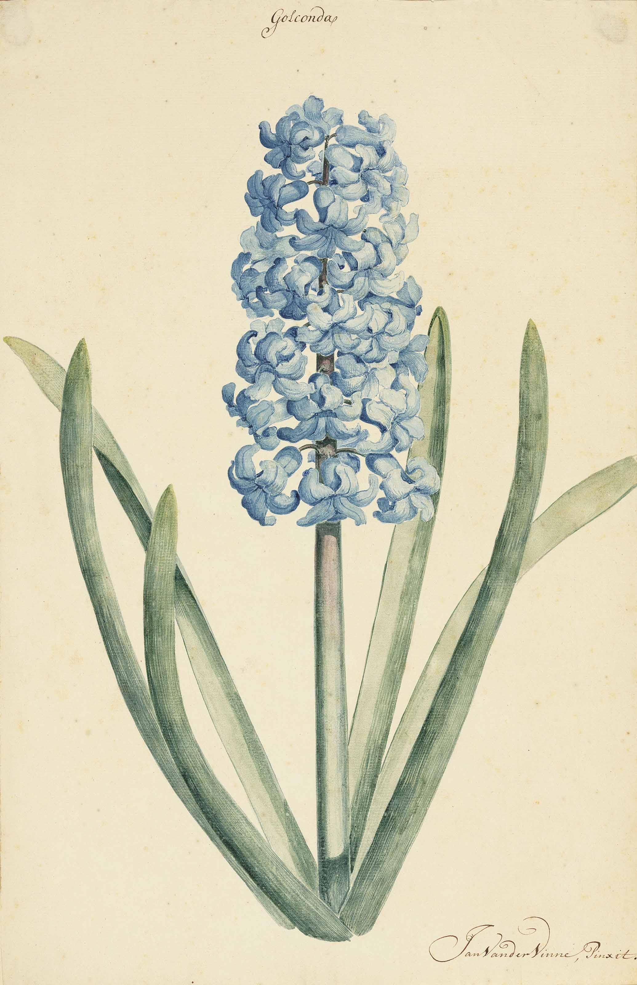 Jan Laurensz. Van Der Vinne - A blue hyacinth (Hyacinthus) (recto); A faint study of the same (verso)