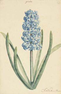 Jan Laurensz. Van Der Vinne - A blue hyacinth (Hyacinthus) (recto); A faint study of the same (verso)