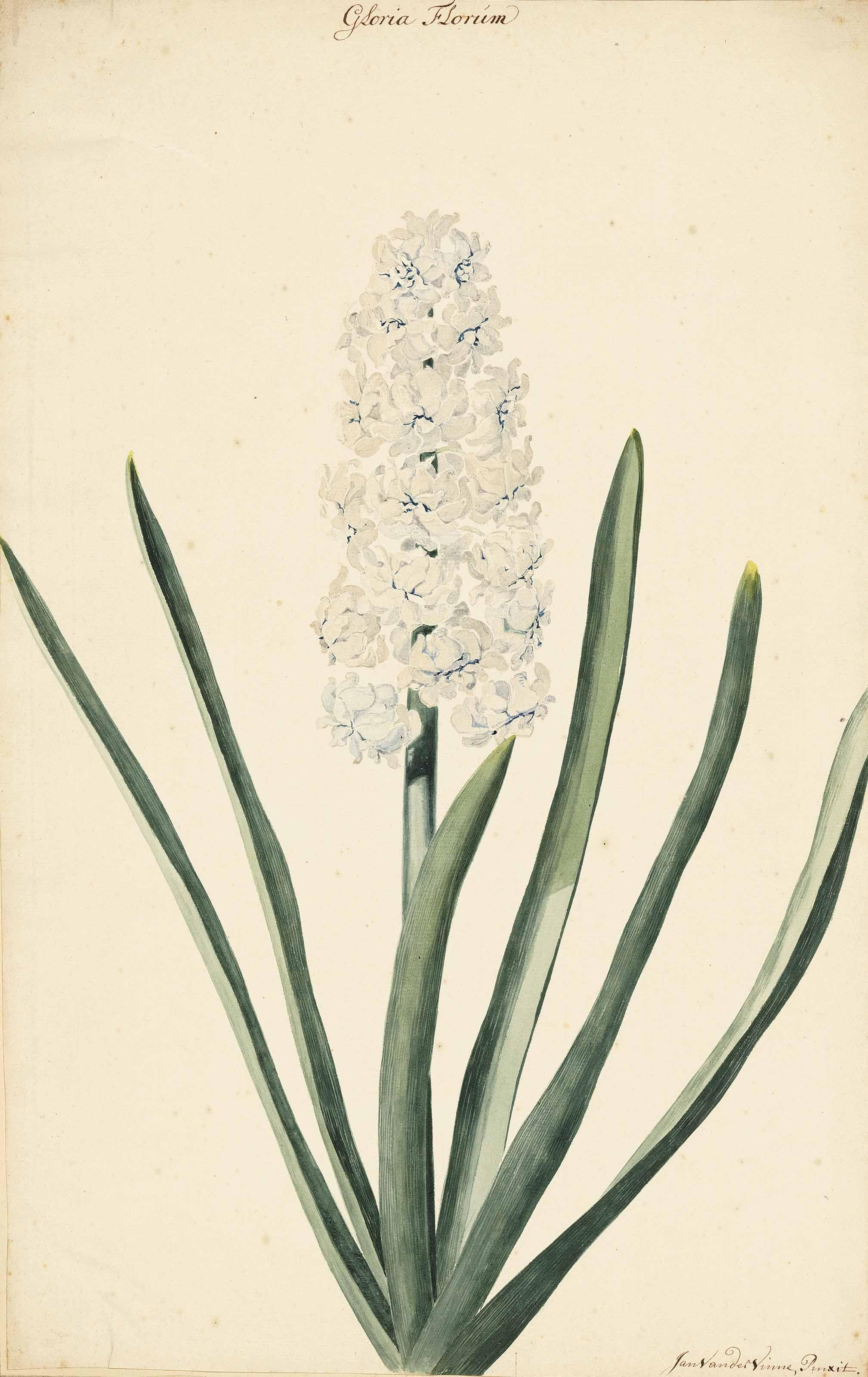Jan Laurensz. Van Der Vinne - A white hyacinth (Hyacinthus)