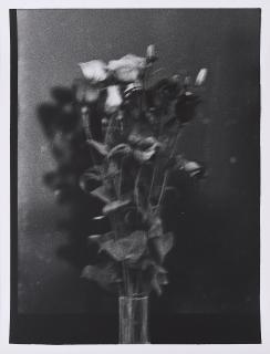 Jan Paul Evers - Flowers.