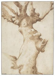 Jan Siberechts - Study of an old gnarled oak (recto); Study of a male torso, after the Antique (verso)