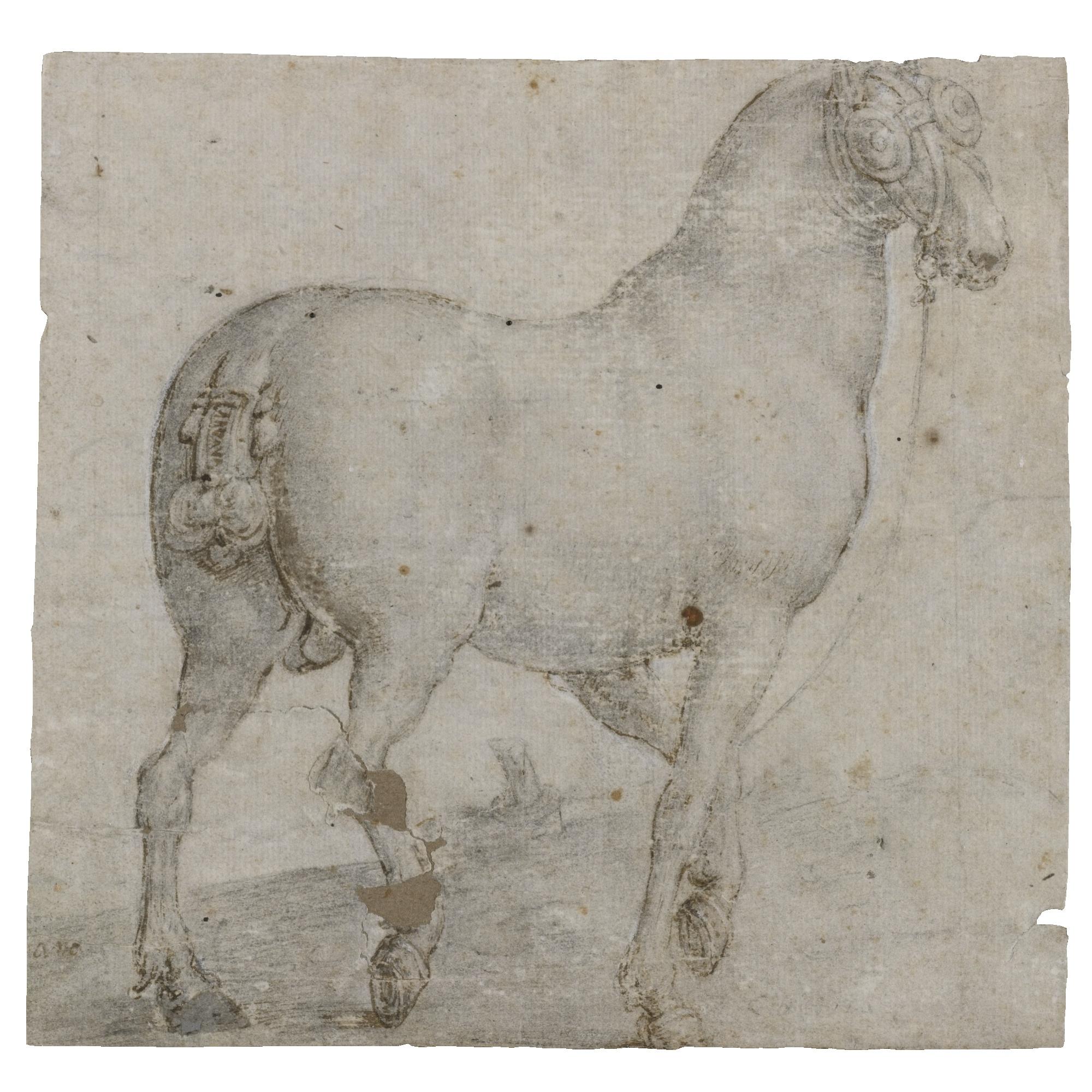 Jan Van Der Straet - Portrait Of The Horse, Corsus
