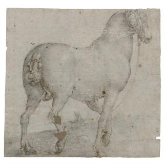Jan Van Der Straet - Portrait Of The Horse, Corsus