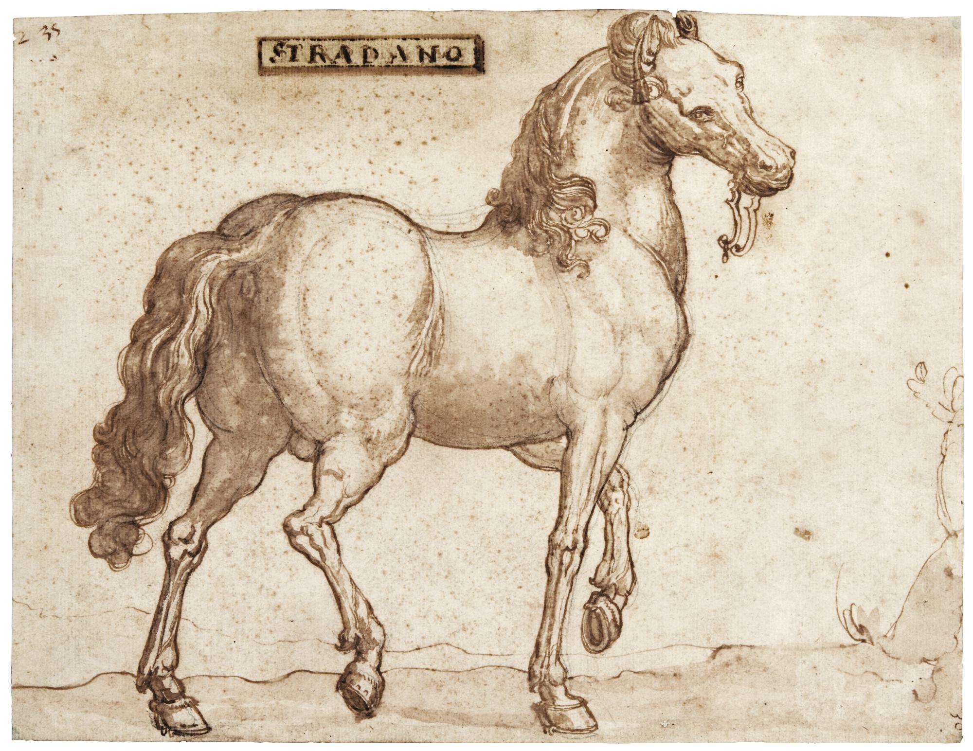 Jan Van Der Straet - \'Sardonicus\': A Sardinian Horse
