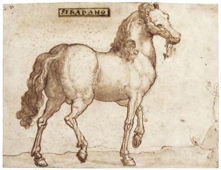 Jan Van Der Straet - \'Sardonicus\': A Sardinian Horse