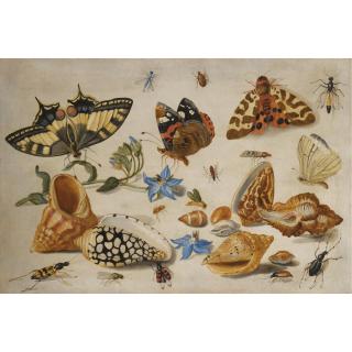 Jan van Kessel the Elder - A Swallowtail (Papilio Machaon), Red Admiral (Vanessa Atalanta) And Other Insects With Shells And A Sprig Of Borage (Borago Officinalis)