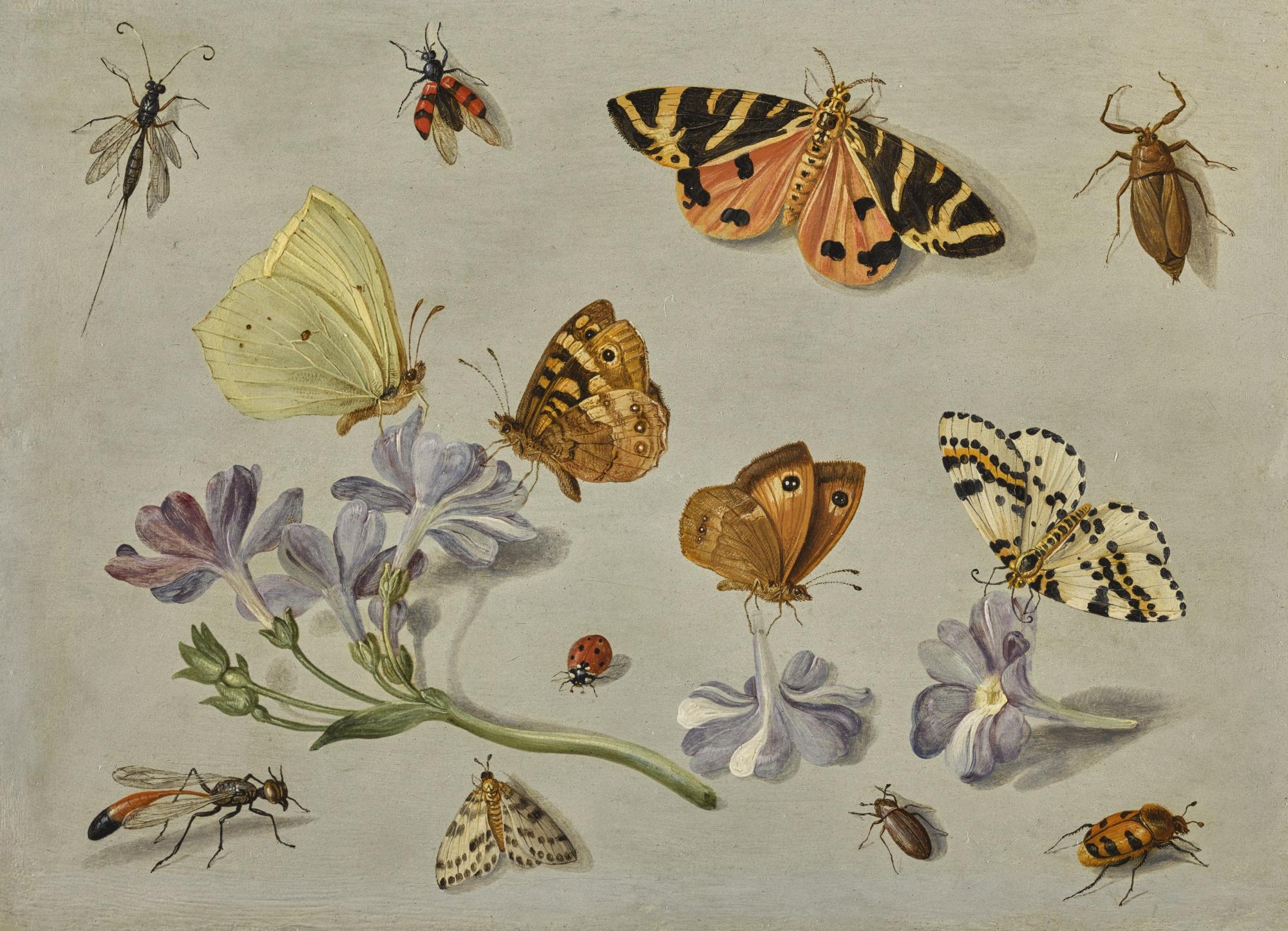 Jan van Kessel the Elder - Butterflies, A Moth, Ladybird And Other Insects With A Sprig Of Auricula