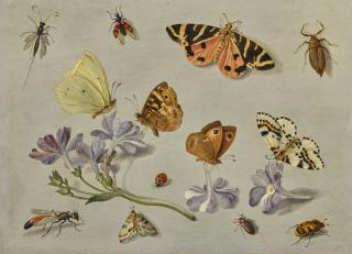 Jan van Kessel the Elder - Butterflies, A Moth, Ladybird And Other Insects With A Sprig Of Auricula