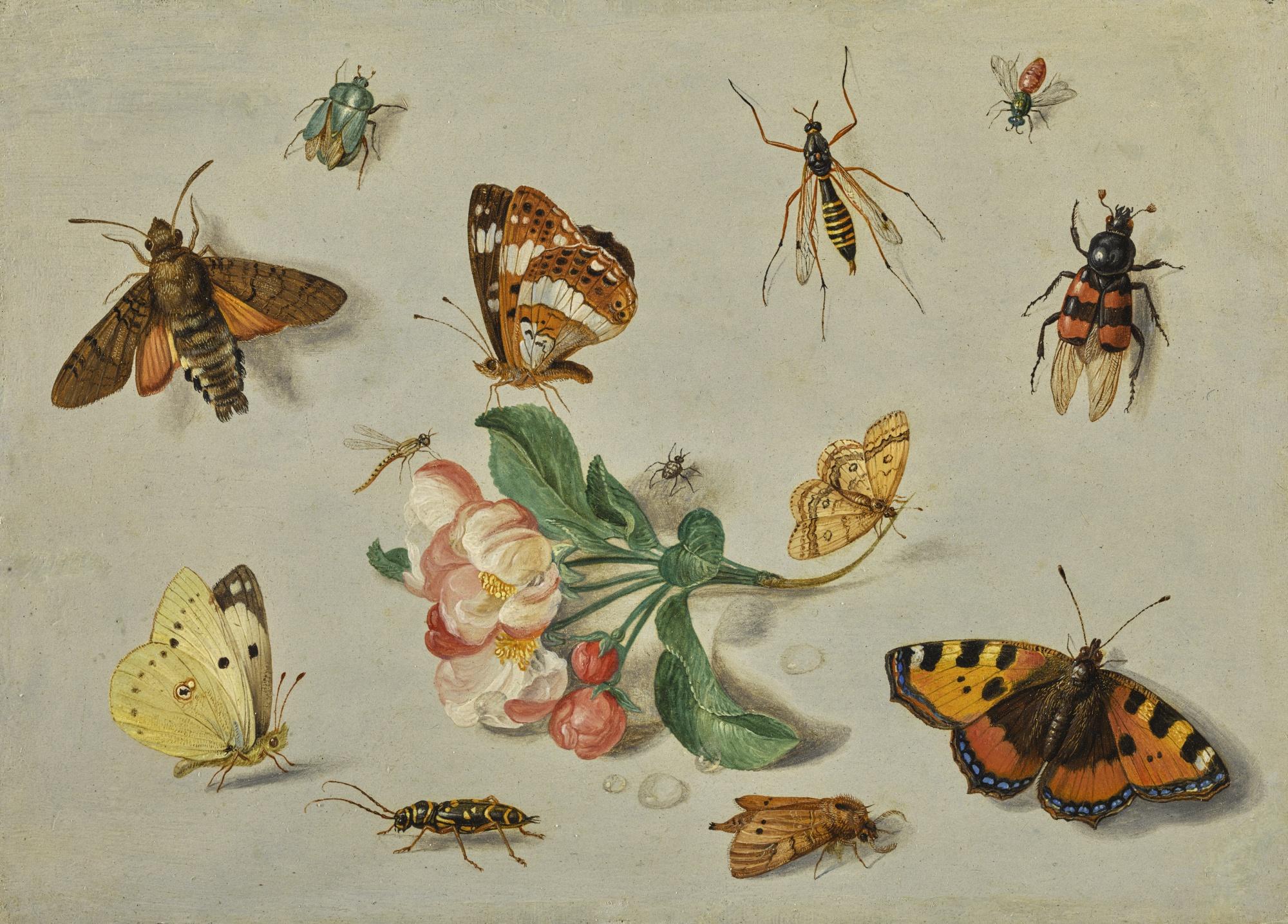 Jan van Kessel the Elder - Butterflies, Moths, A Dragonfly And Other Insects, With A Spring Of Apple Blossom