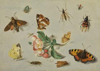 Jan van Kessel the Elder - Butterflies, Moths, A Dragonfly And Other Insects, With A Spring Of Apple Blossom