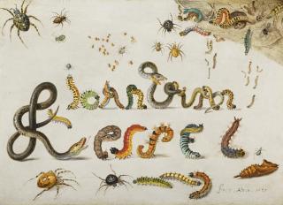 Jan Van Kessel The Elder - Garden  And House Spiders With Grass Snakes And Caterpillars Contorted And Entwined To Spell The Artist\'S Name; A Sprig Of Redcurrants With An Elephant Hawk Moth, A Ladybird, A Millipede And Other Insects