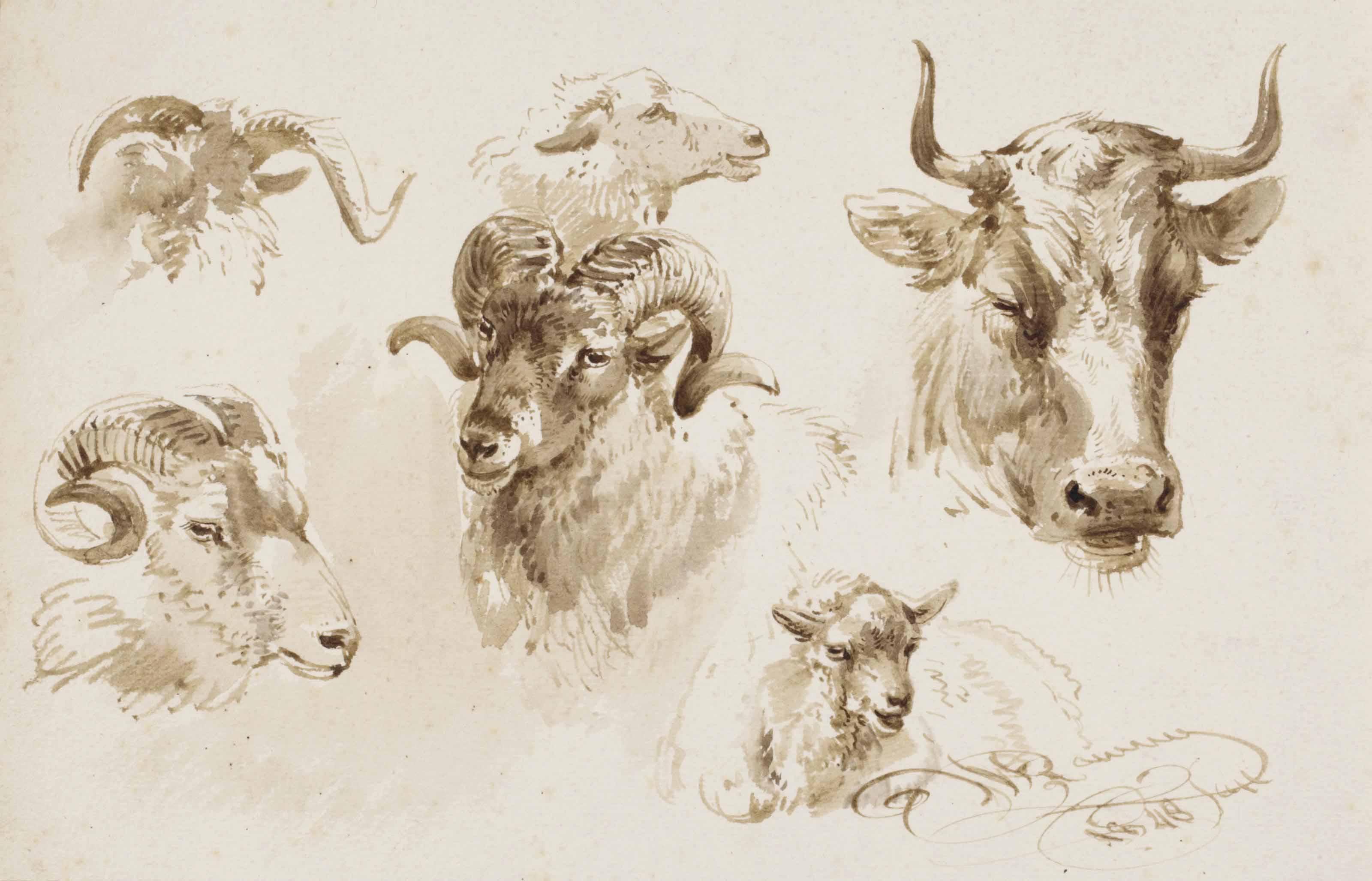 Jan Van Ravenswaay - Studies of the heads of sheep and a cow