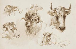 Jan Van Ravenswaay - Studies of the heads of sheep and a cow
