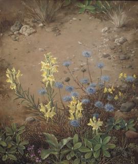 Jan Voerman Jr. - Zandflora; blossoming flowers