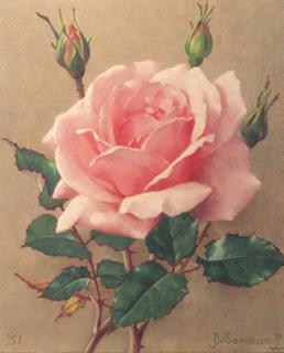 Jan Voerman Jun. - A pink rose