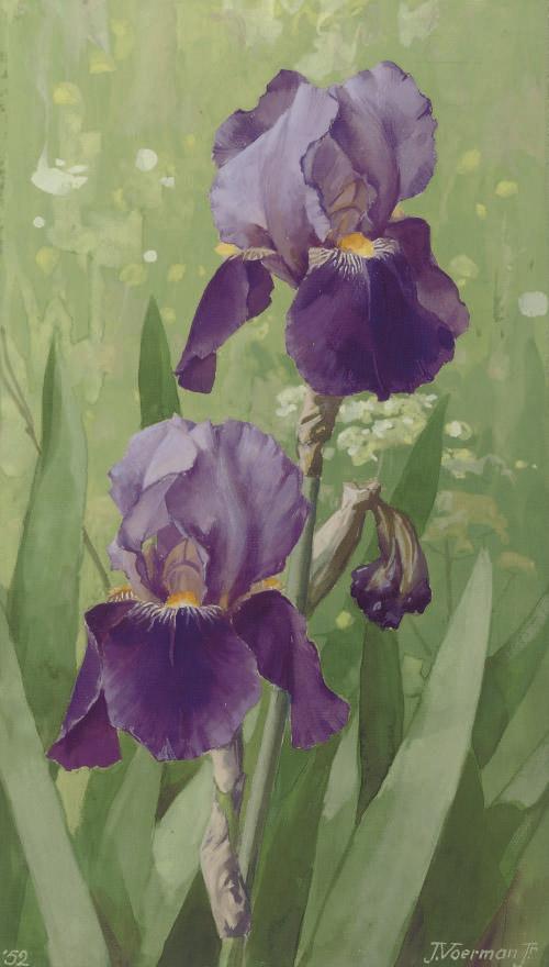Jan Voerman Jun. - A purple iris