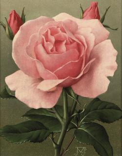 Jan Voerman Jun. - Pink Rose