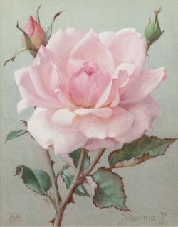 Jan Voerman Jun. - Pink rose