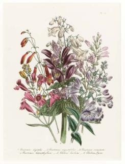 Jane Wells Loudon - The Ladies\' Flower Garden: Eight Plates