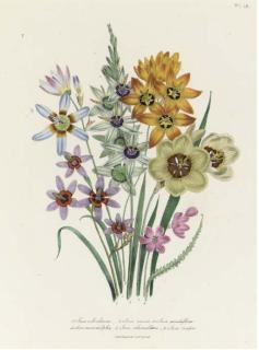 Jane Wells Loudon - The Ladies\' Flower Garden: Eight Plates