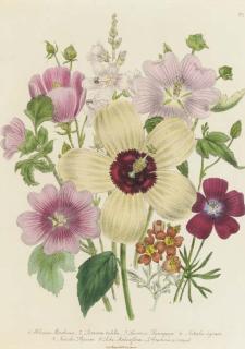 Jane Wells Loudon - The Ladies\' Flower Garden: Eight Plates