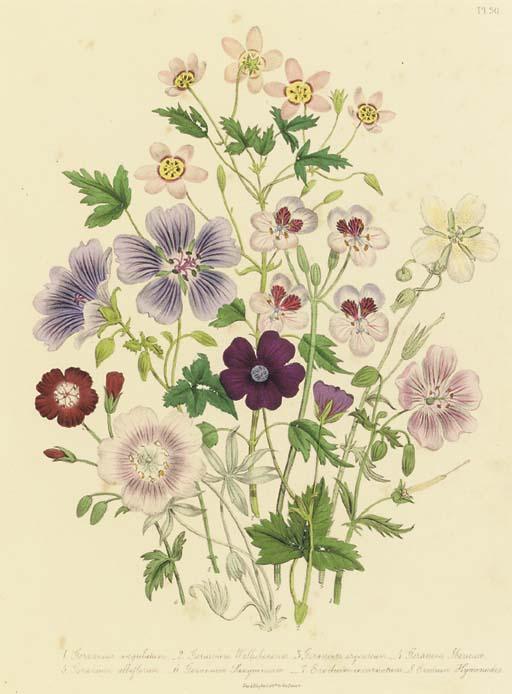 Jane Wells Loudon - The Ladies\' Flower Garden: Eight Plates